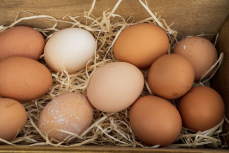 Do Chickens Lay Eggs in the Winter? Image